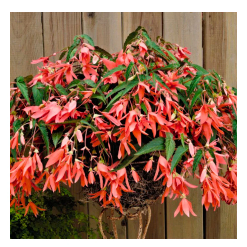 1 Bulbo De Begonia Bertinii Boliviensis 'san Francisco' Planta De Flor