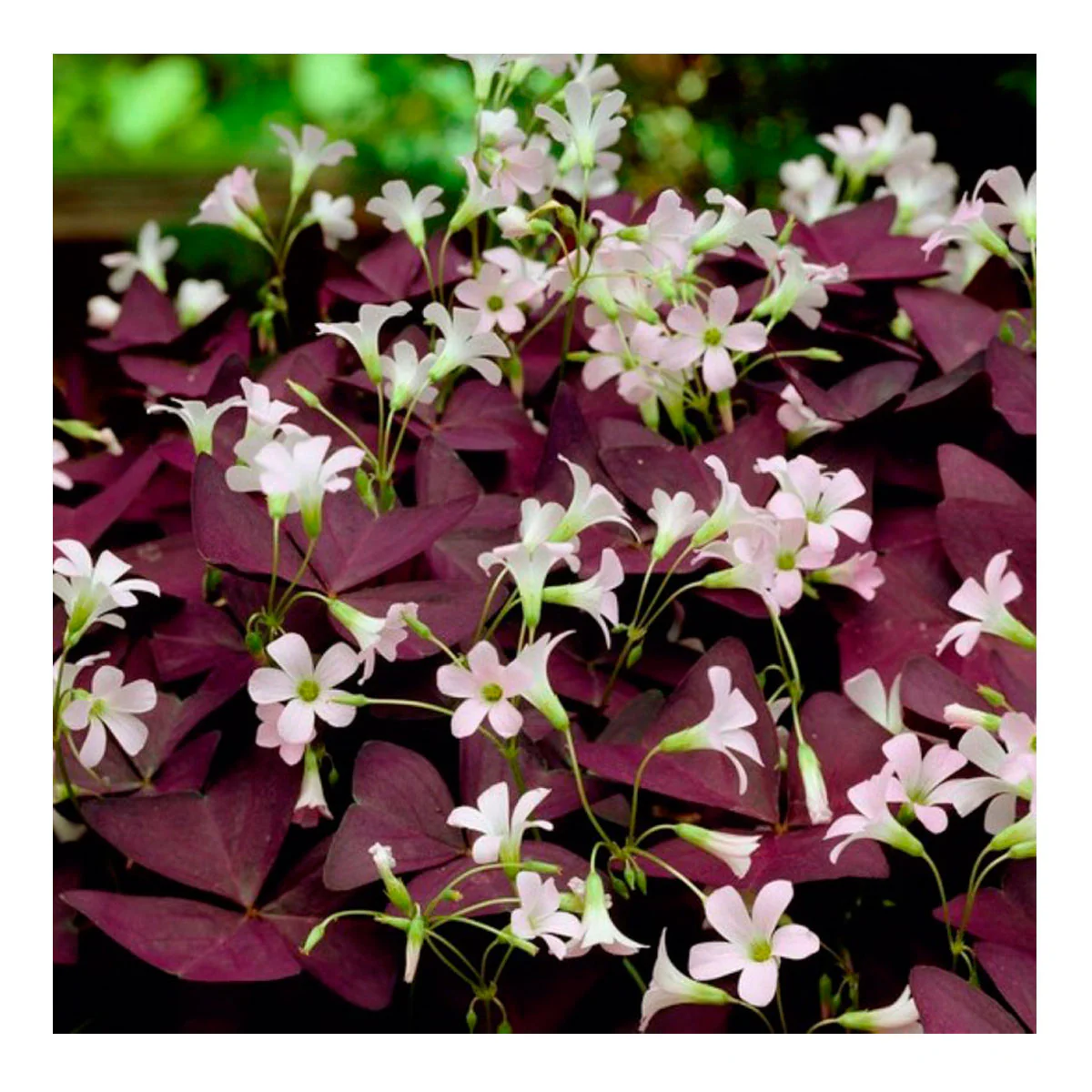 10 Bulbos Oxalis Mijke Planta Mariposa