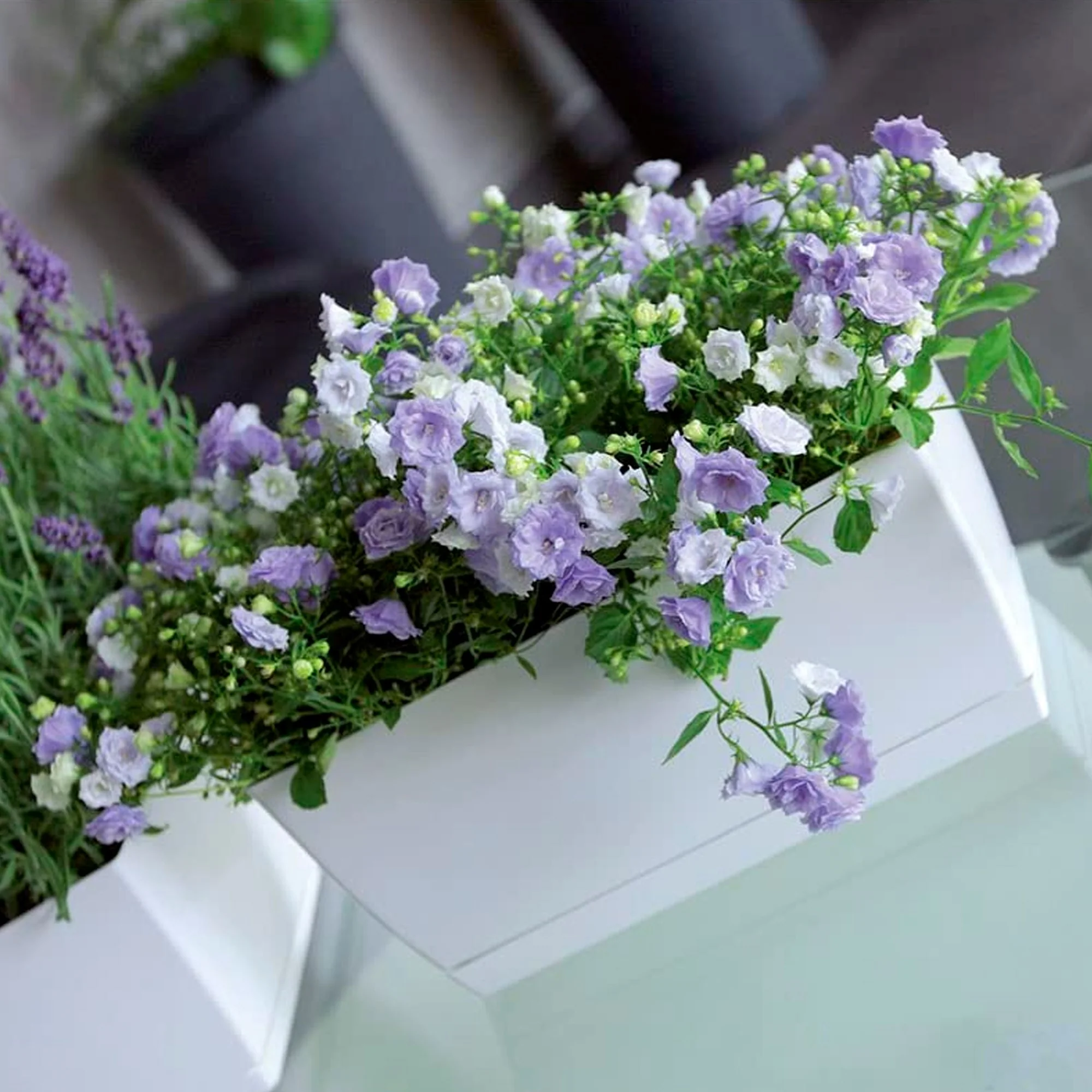 2x Jardinera De Plastico Coubi Case P En Color Blanco 24 (largo) X 12 (ancho) X 11 (altura) Cm - Image 5