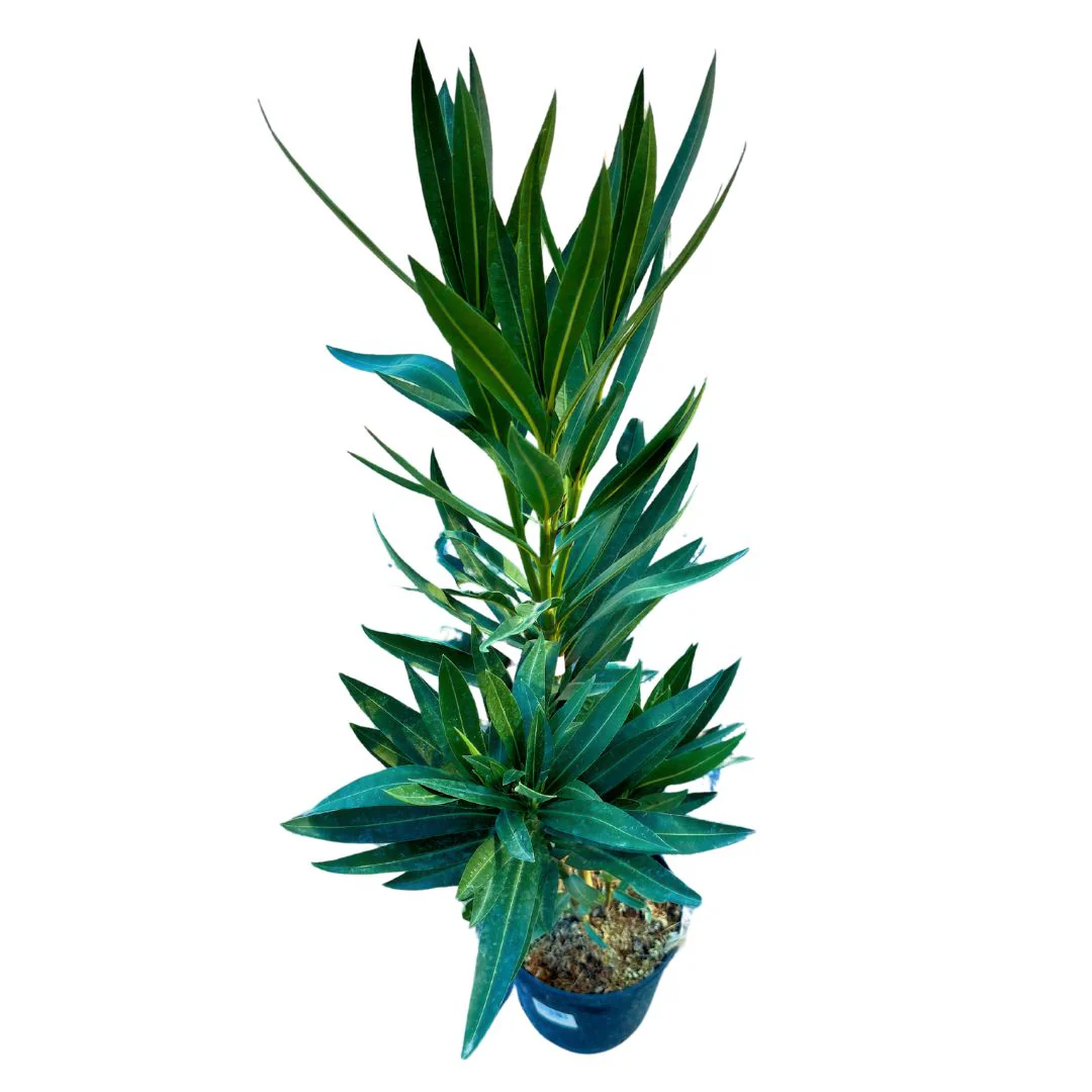 Adelfa Planta Ornamental De Jardín (nerium Oleander) Maceta 20cm - Image 2