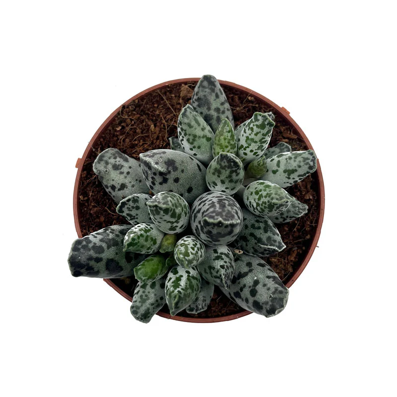 Adromischus Cooperi Var. Festivus Cactus Y Suculentas M8,5 cm Ø - Image 2