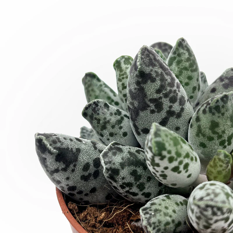 Adromischus Cooperi Var. Festivus Cactus Y Suculentas M8,5 cm Ø - Image 3