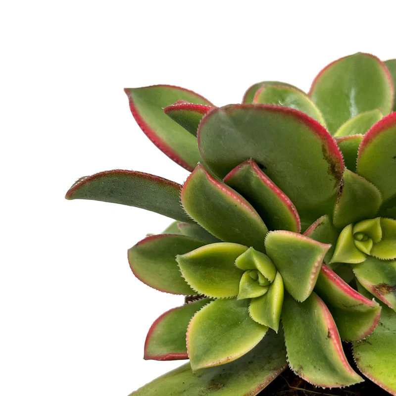 Aeonium haworthii kiwi Cactus Y Suculentas M8,5 cm Ø - Image 3
