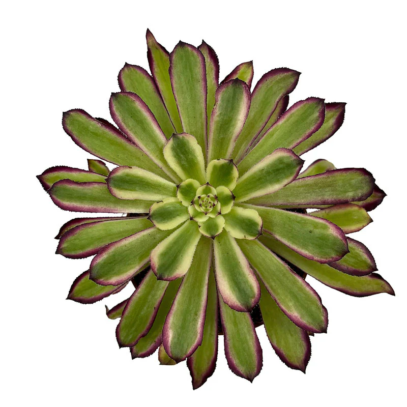Aeonium Mardi Gras Cactus Y Suculentas M8,5 cm Ø - Image 2