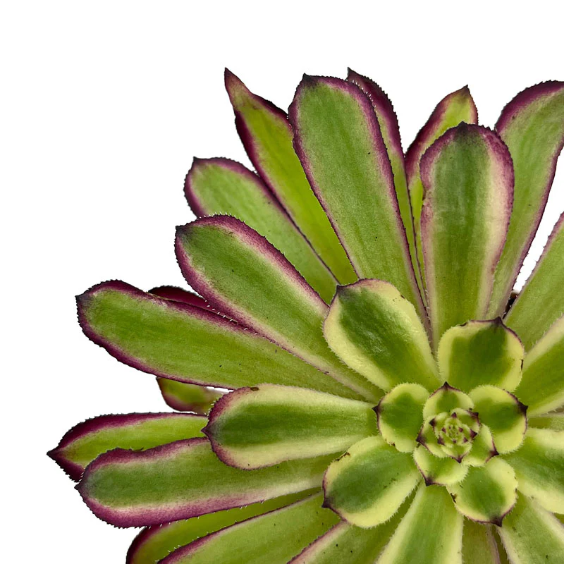 Aeonium Mardi Gras Cactus Y Suculentas M8,5 cm Ø - Image 3