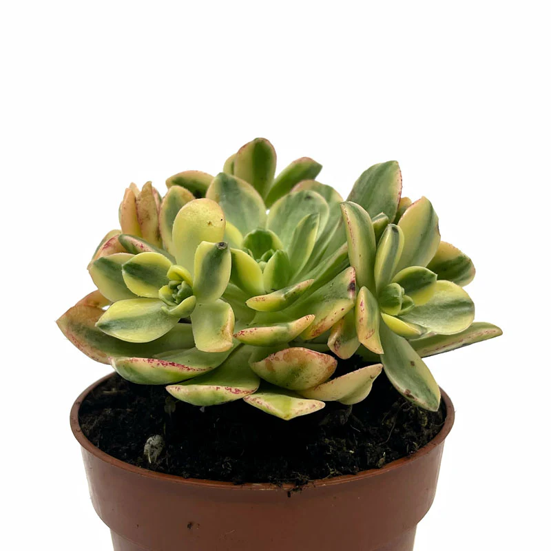 Aeonium Sweet Tea Cactus Y Suculentas M8,5 cm Ø - Image 2