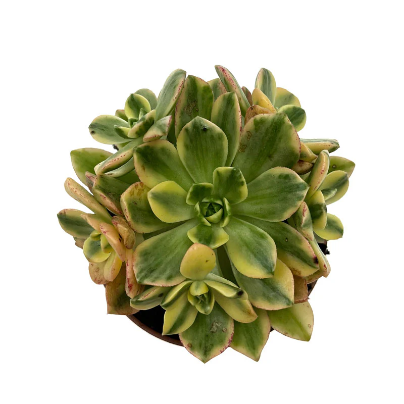 Aeonium Sweet Tea Cactus Y Suculentas M8,5 cm Ø - Image 3