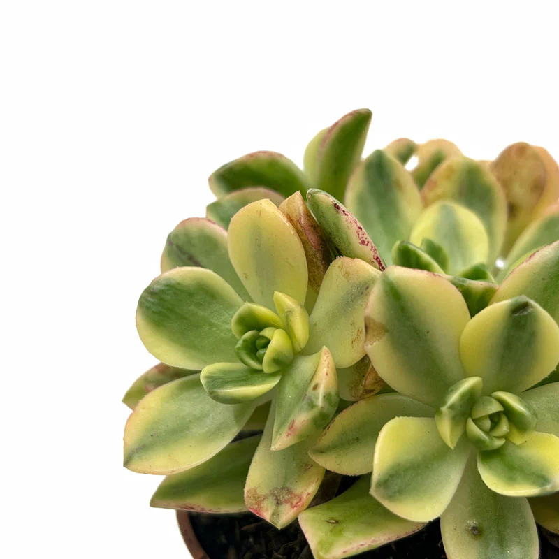 Aeonium Sweet Tea Cactus Y Suculentas M8,5 cm Ø - Image 4
