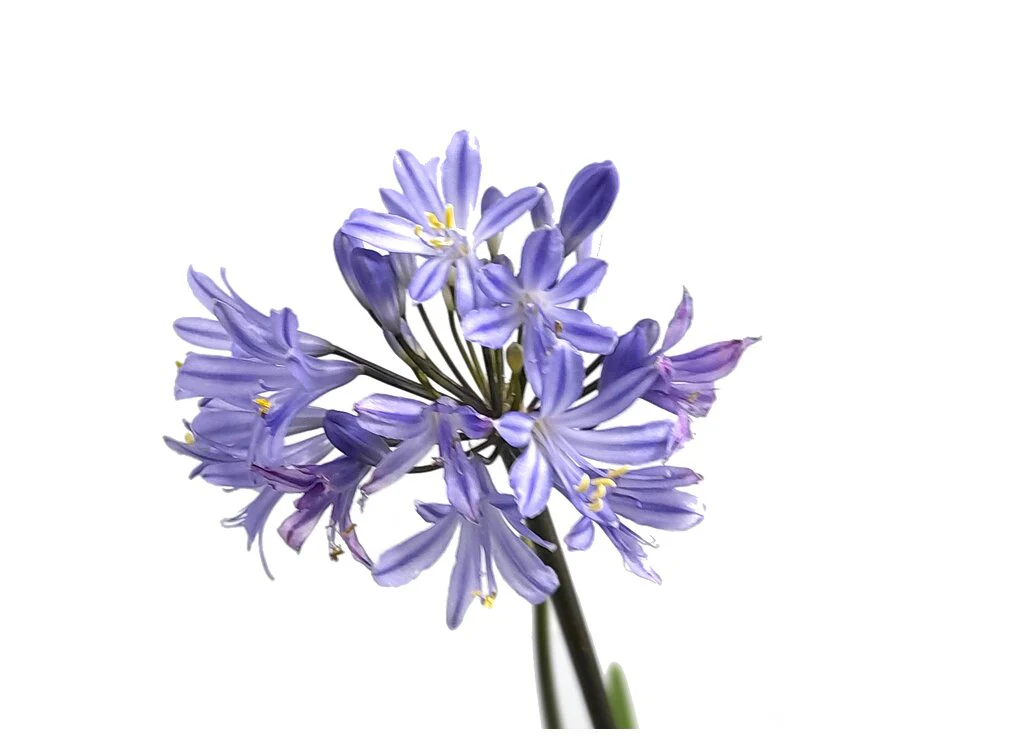 Agapanthus Africanus (peter Pan) M19 50cm - Image 2