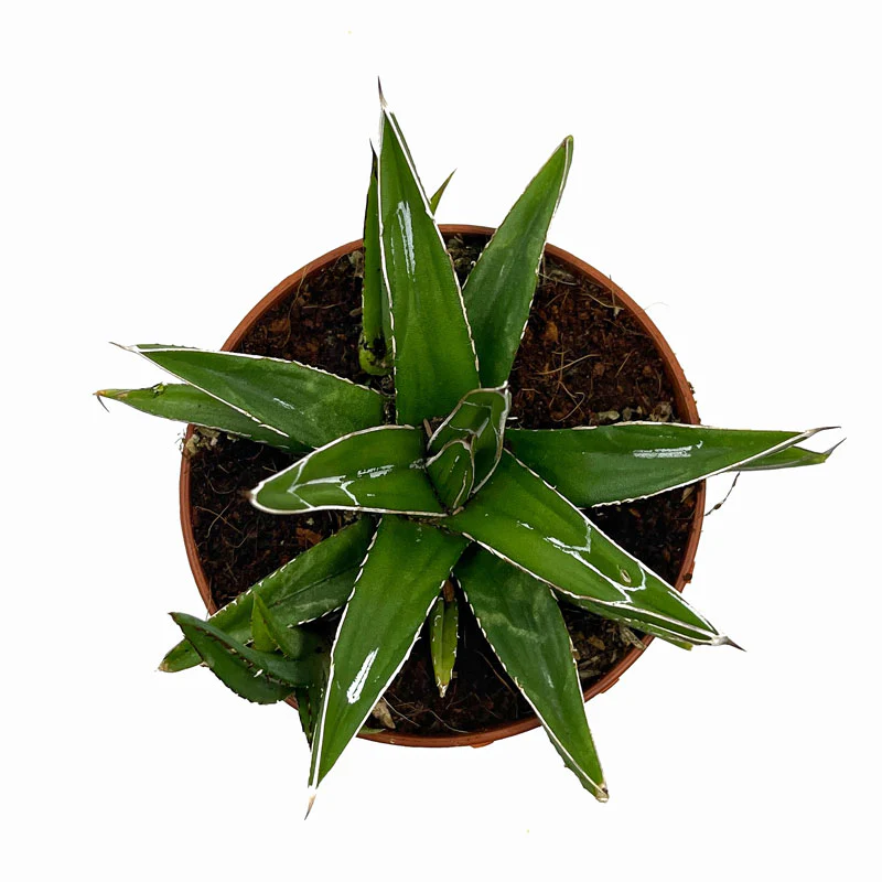 Agave Victoriae Reginae Cactus Y Suculentas M8,5 cm Ø - Image 2