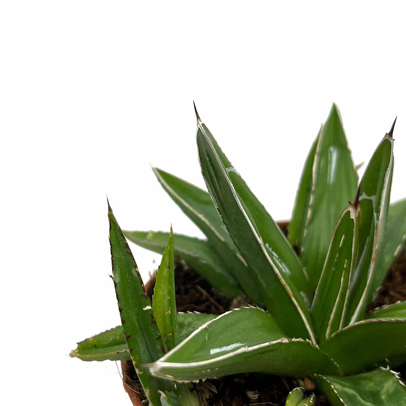 Agave Victoriae Reginae Cactus Y Suculentas M8,5 cm Ø - Image 3