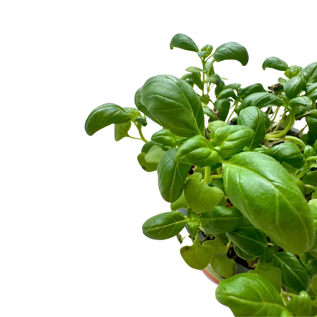 Albahaca Planta Aromática Y Medicinal (ocimum Basilicum) - Image 2