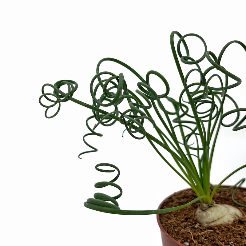 Albuca Spiralis Cactus Y Suculentas M8,5 cm Ø - Image 3