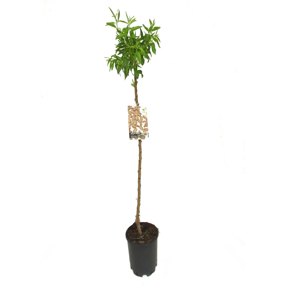 Almendro Marcona M25 130cm - Image 2