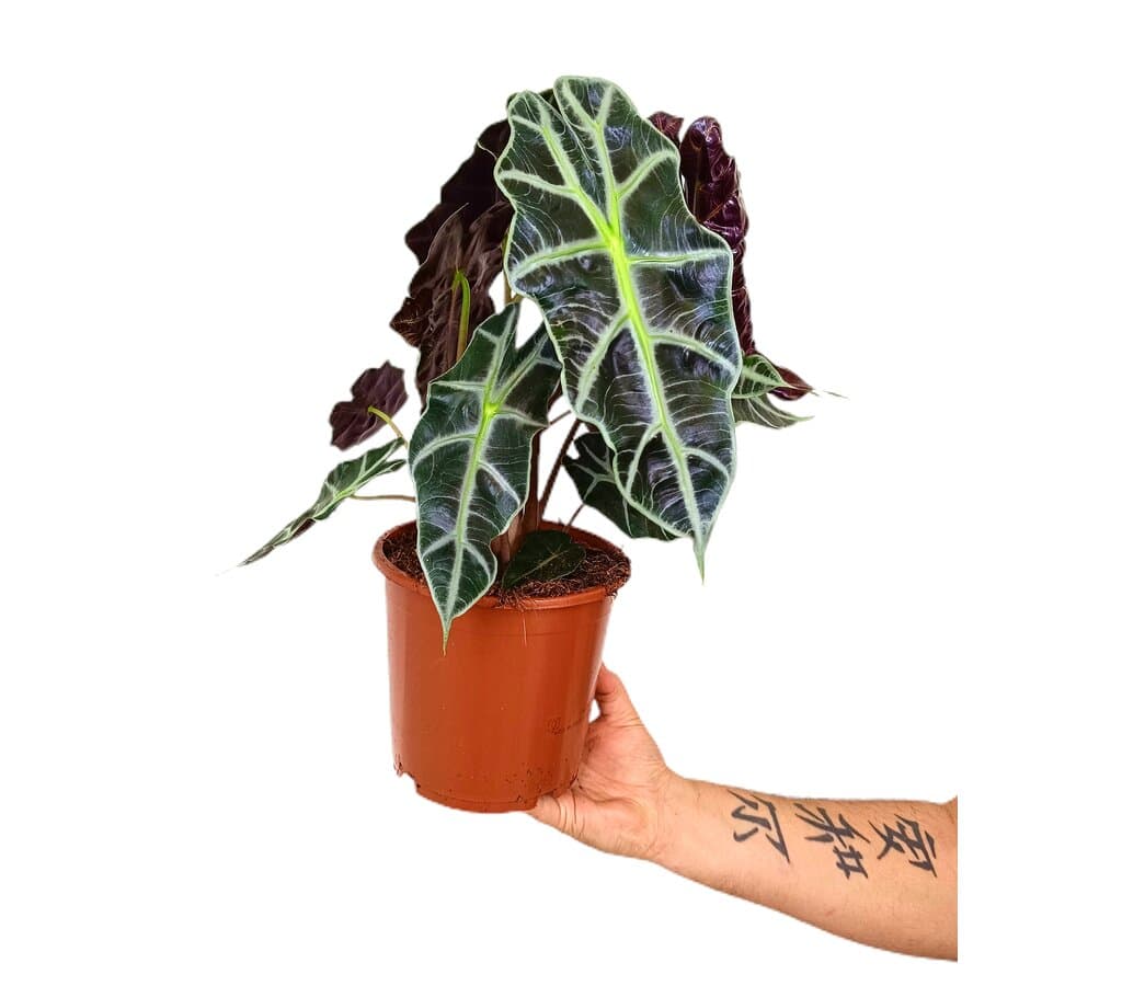 Alocasia Polly M17 50cm - Image 2