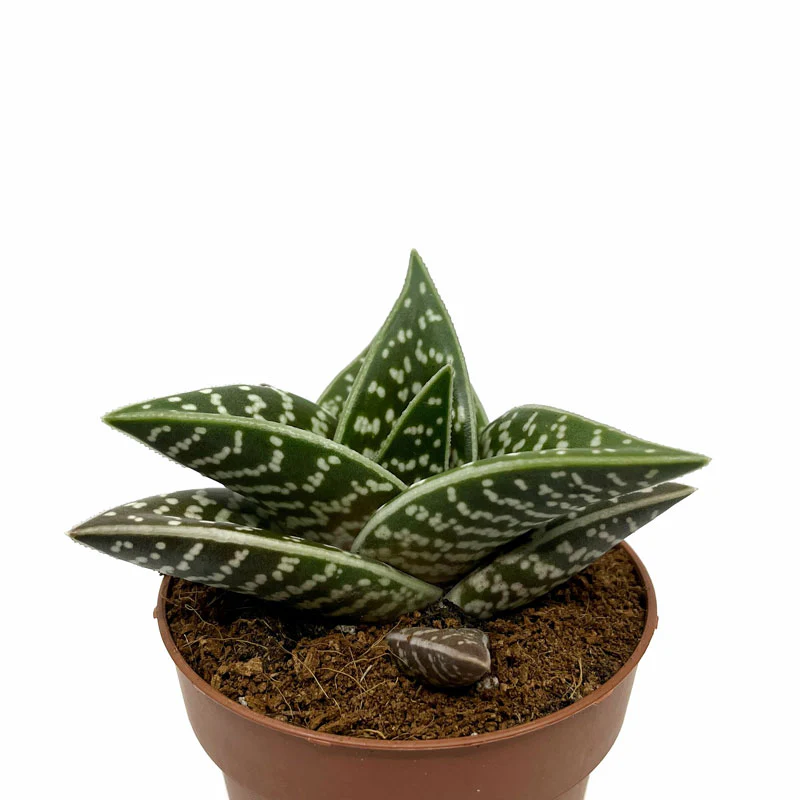 Aloe Variegata Cactus Y Suculentas M8,5 cm Ø