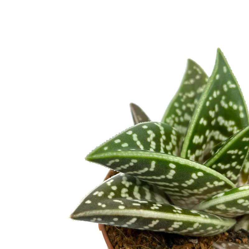 Aloe Variegata Cactus Y Suculentas M8,5 cm Ø - Image 3