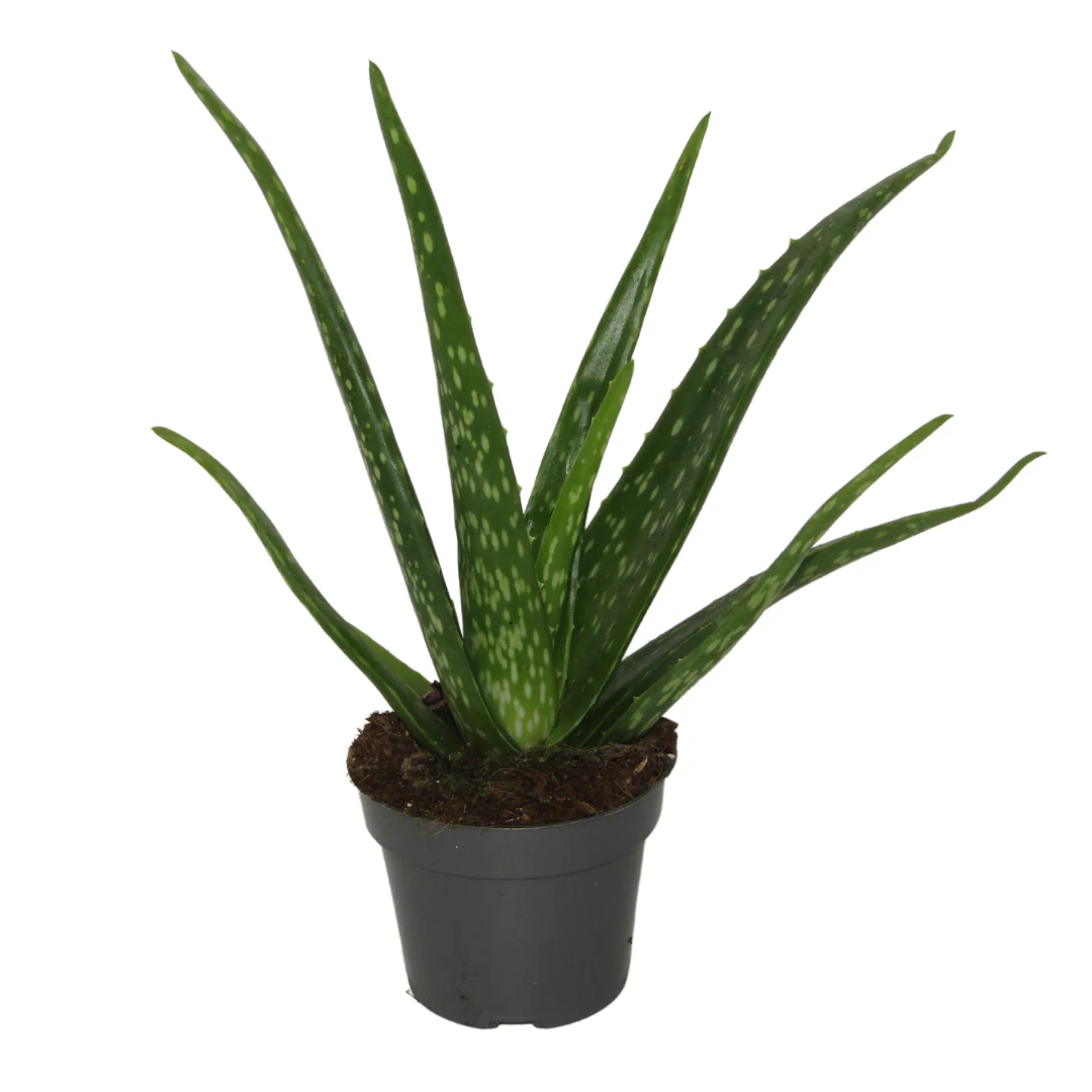 Aloe Vera Planta Medicinal Para El Hogar
