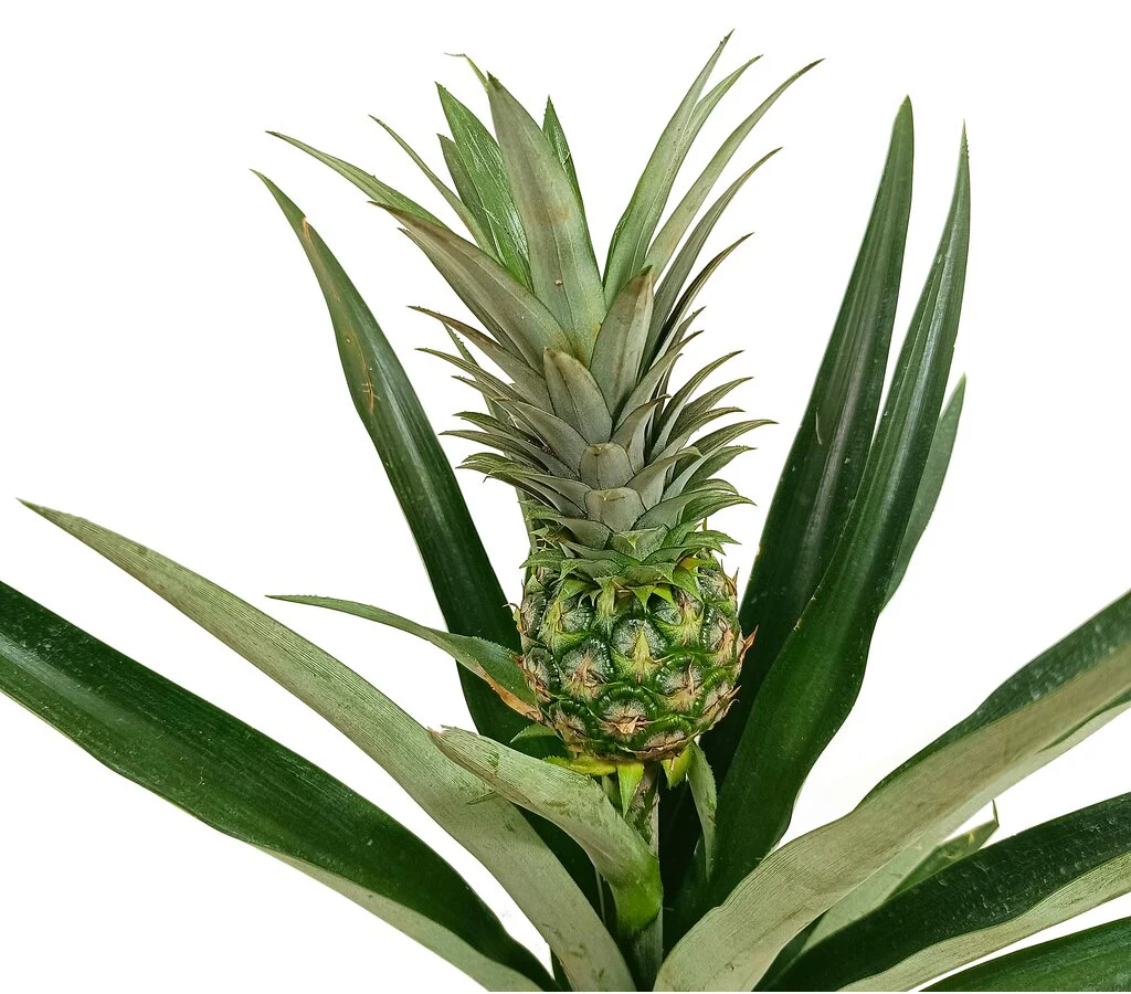Anana Comosus M14 50cm (planta De La Piña) - Image 2