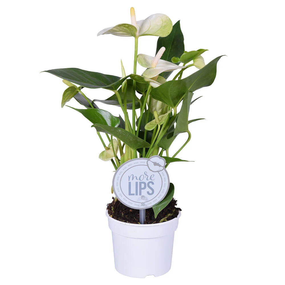 Anthurium Andreanum M9 25cm - Image 2