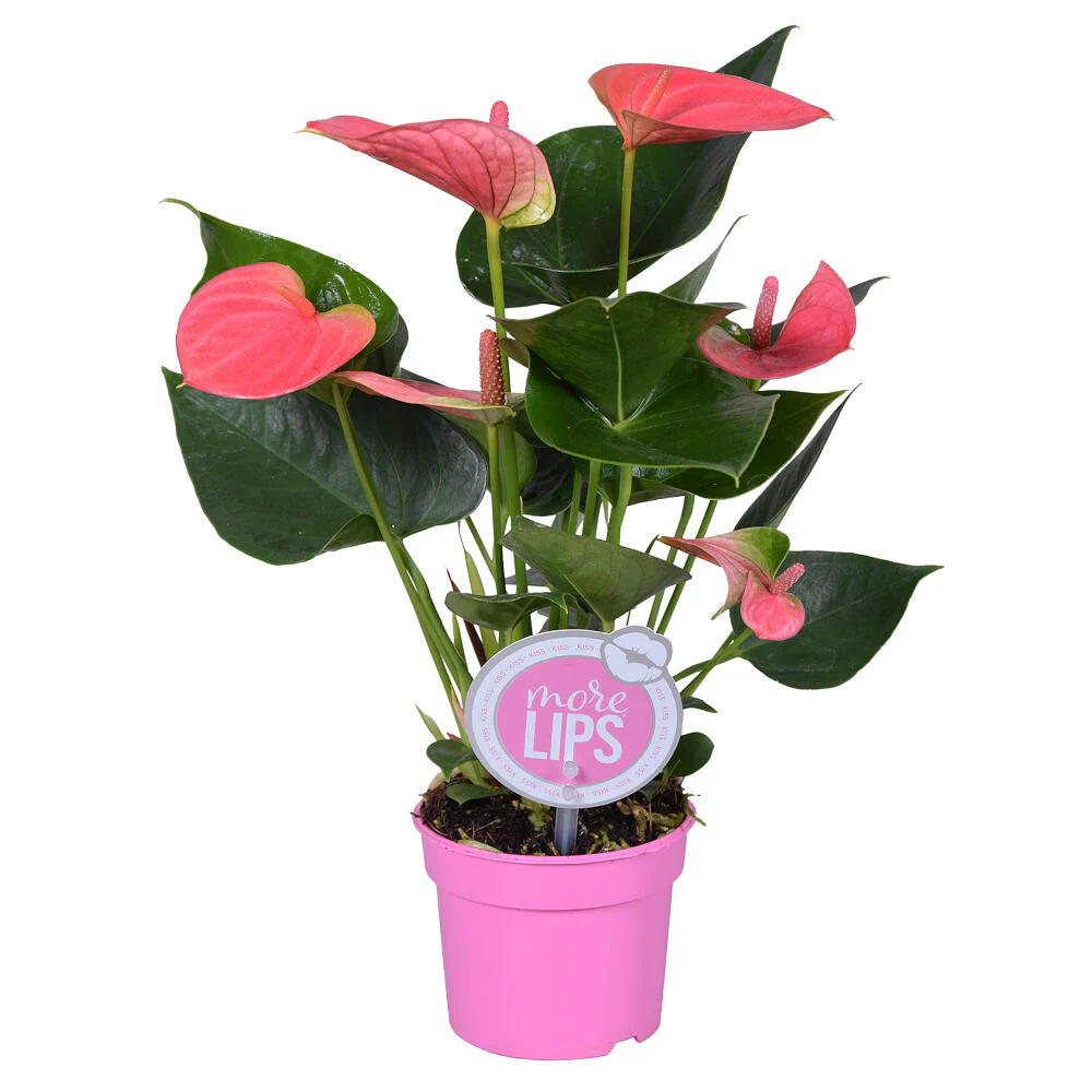 Anthurium Andreanum M9 25cm - Image 3