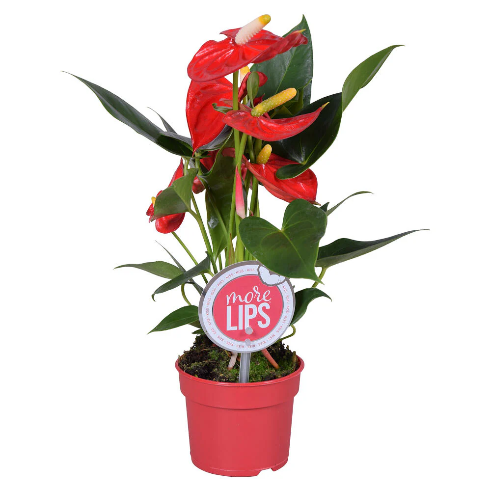 Anthurium Andreanum M9 25cm - Image 4