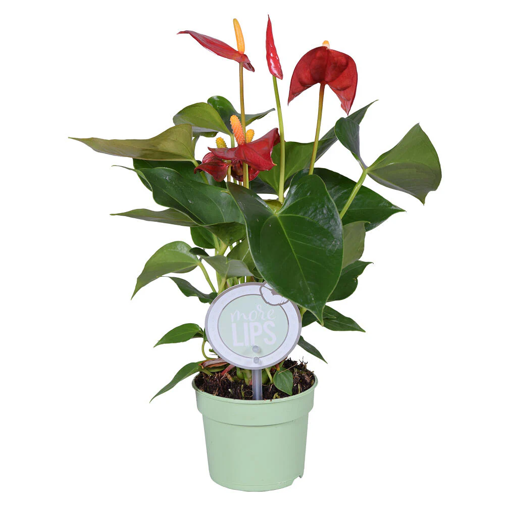 Anthurium Andreanum M9 25cm - Image 5