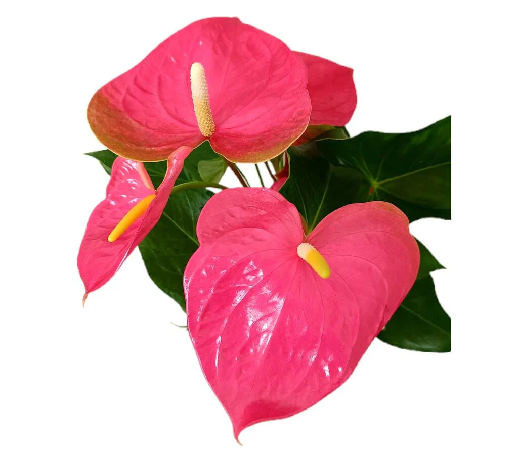 Anthurium Colorado M17 - Image 2