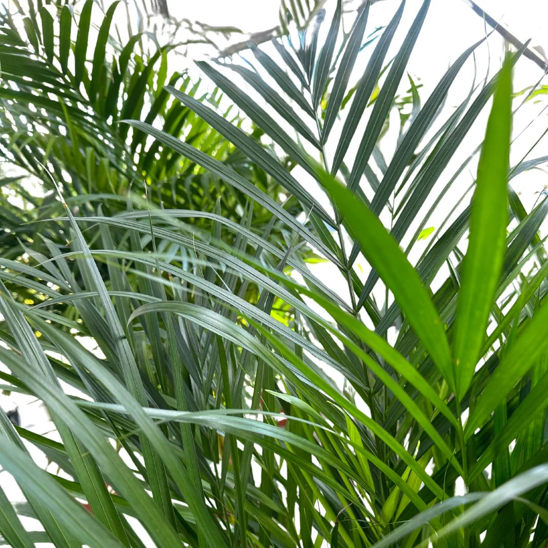 Areca Planta De Aire Limpio (areca Palm, Dypsis Lutescens) M14 - Image 2