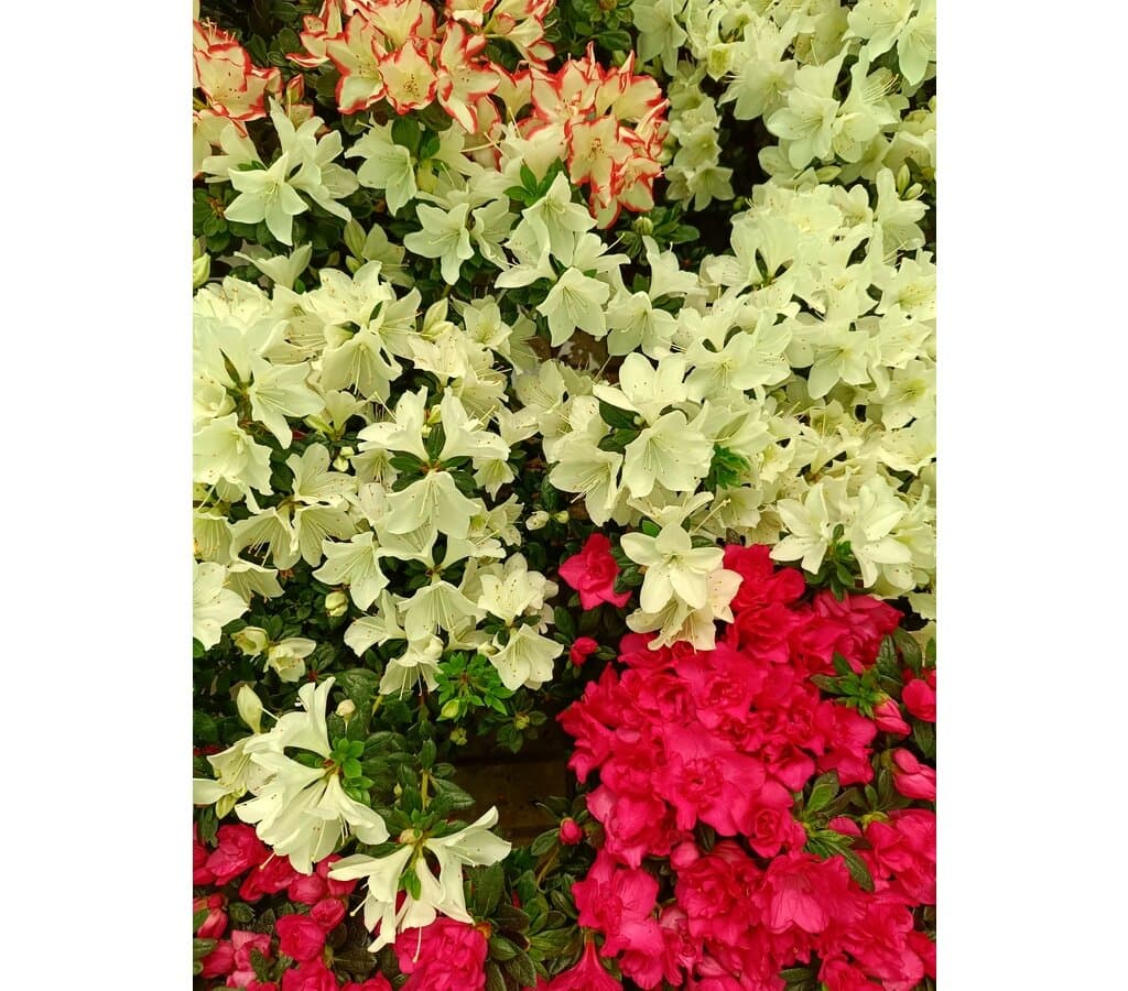 Azalea Simsii M18 - Image 2