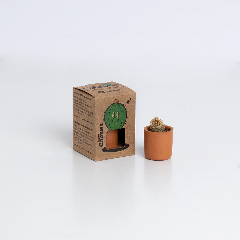 Baby Cactus | Kit De Cultivo De Cactus Con Maceta De Barro Artesanal - Image 3