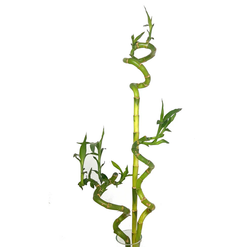 Bambusa Lucky Espiral 60cm - Image 3