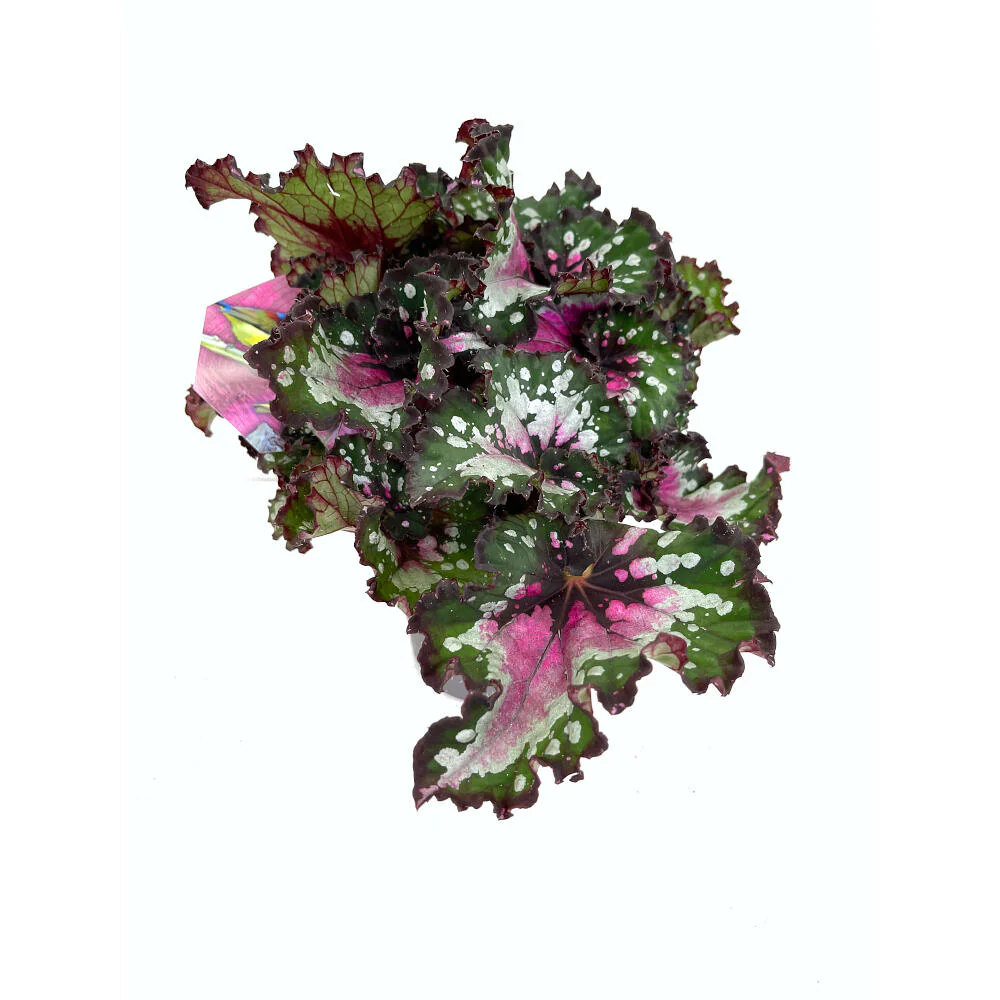 Begonia Beleaf M13 25cm - Image 3