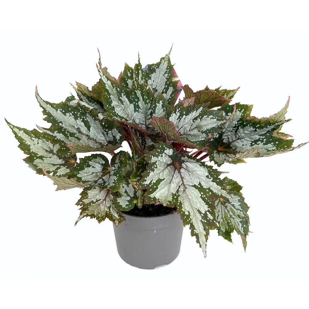 Begonia Beleaf M13 25cm - Image 4