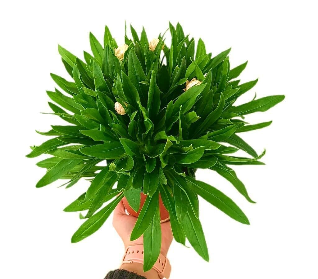 Bracteantha M13 - Image 2