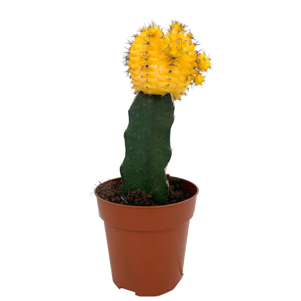 Cactus Injertado Gymnocalycium Japan M8 20cm - Image 3