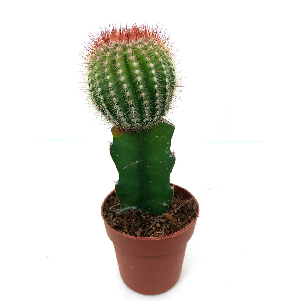 Cactus Injertado Gymnocalycium Japan M8 20cm - Image 5