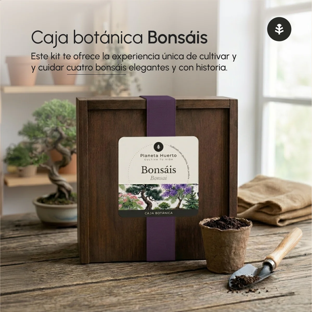 Kit de Cultivo de Bonsáis en Caja de Madera – Regalo Original Planeta Huerto - Image 4