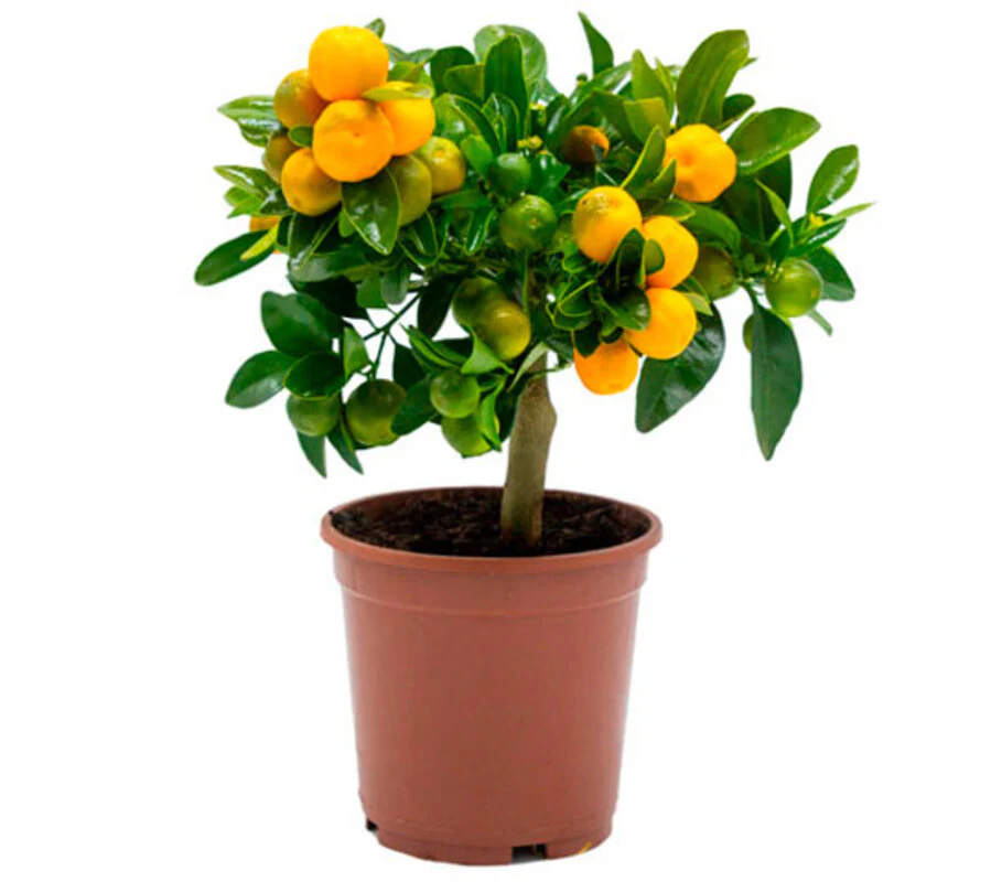 Calamondin - Naranjo Enano - Cítricos Comestibles - Maceta Cerámica - Planta Viva - Image 3