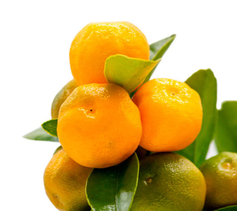 Calamondin - Naranjo Enano - Cítricos Comestibles - Maceta Cerámica - Planta Viva - Image 4