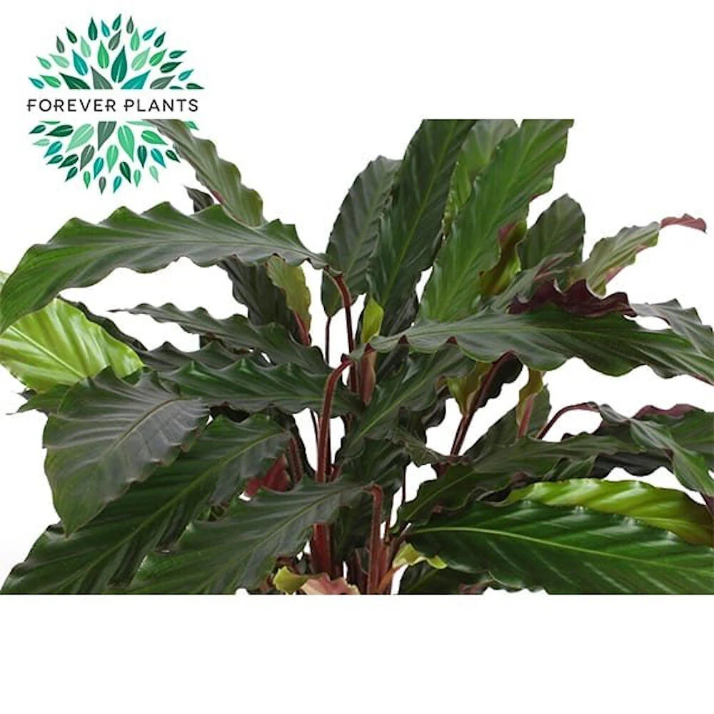 Calathea Mix M19 80cm - Image 2