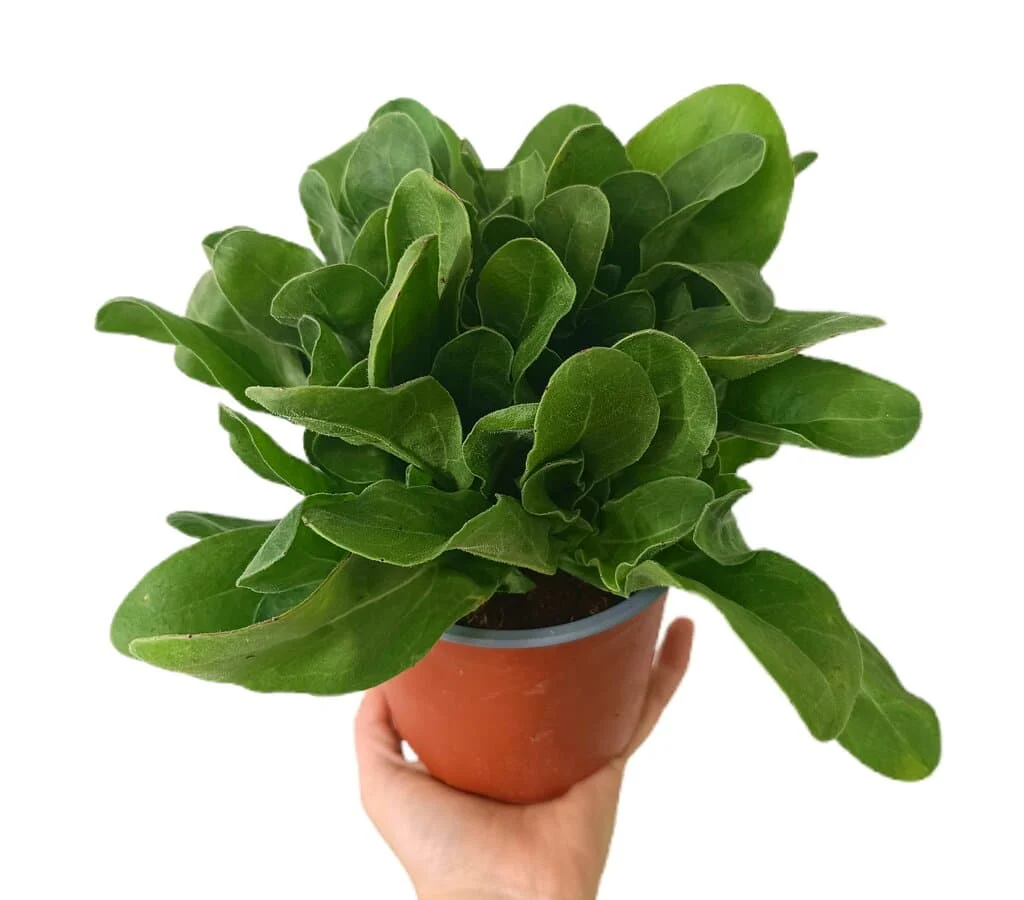 Calendula M13