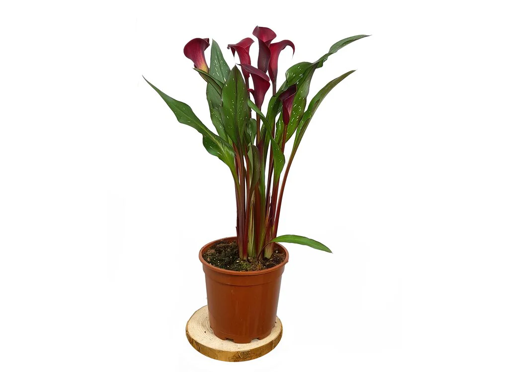 Calla M17 Lirio Colores - Image 4