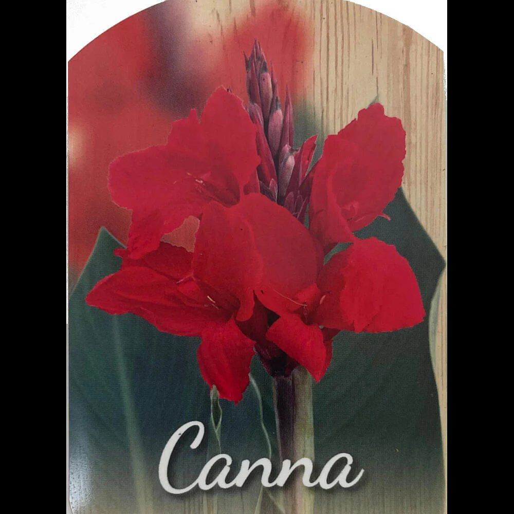 Canna Indica M17 60cm - Image 2