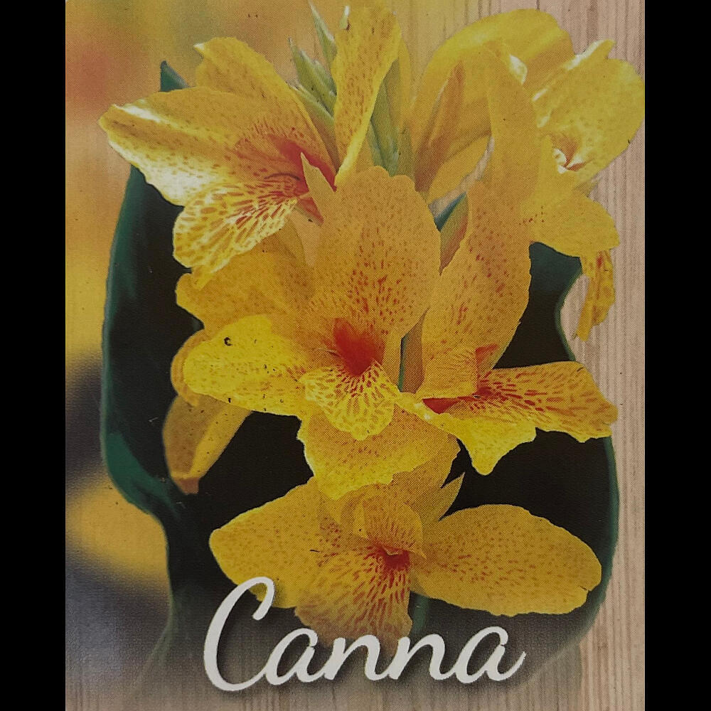 Canna Indica M17 60cm - Image 3