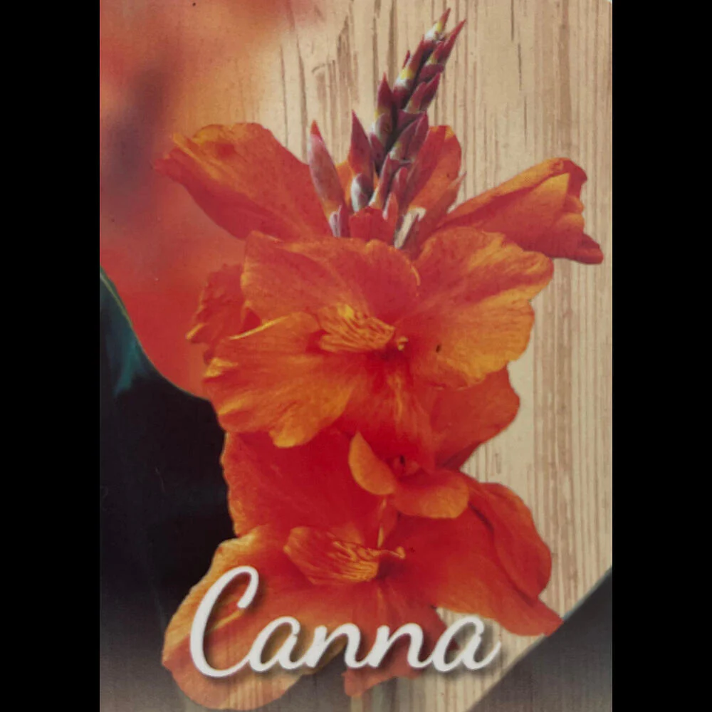 Canna Indica M17 60cm - Image 4