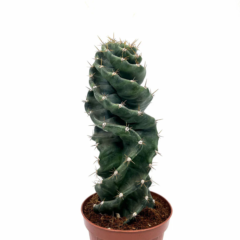 Cereus Forbesii Spiralis Cactus Y Suculentas M14 cm Ø - Image 2