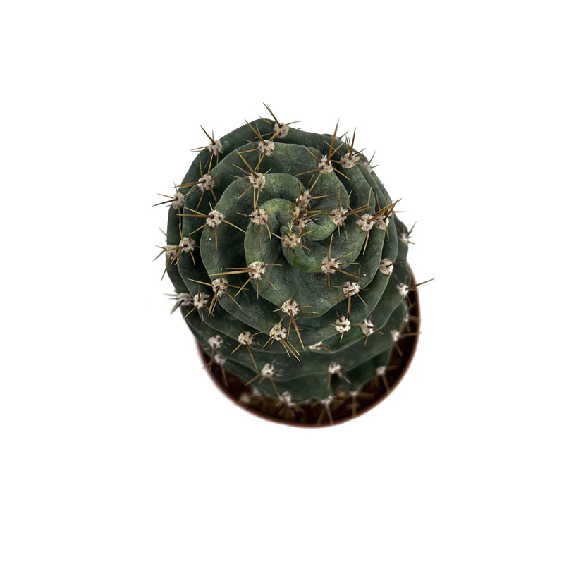 Cereus Forbesii Spiralis Cactus Y Suculentas M14 cm Ø - Image 3