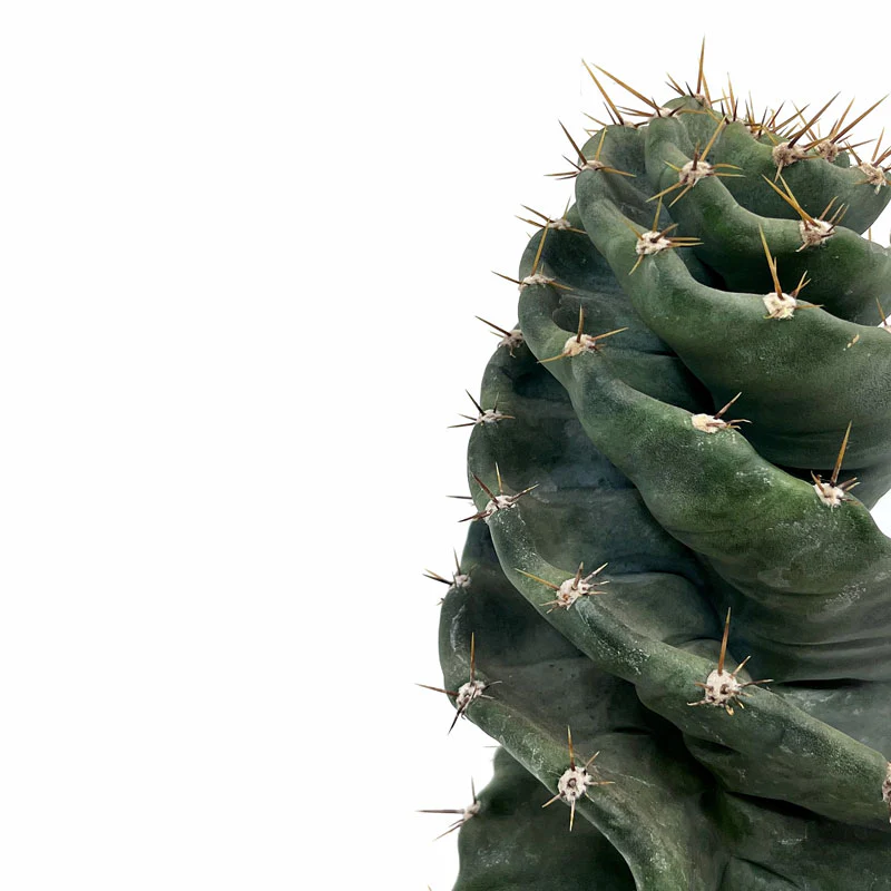 Cereus Forbesii Spiralis Cactus Y Suculentas M14 cm Ø - Image 4