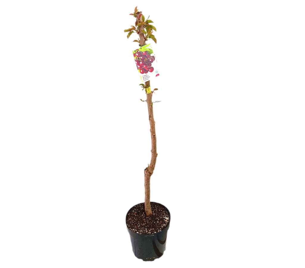 Cerezo Picota M25 120-150cm - Image 2